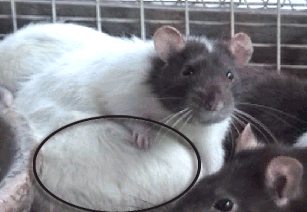 Female with tumors